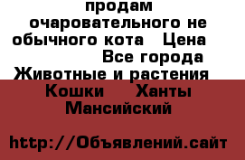 продам очаровательного не обычного кота › Цена ­ 7 000 000 - Все города Животные и растения » Кошки   . Ханты-Мансийский